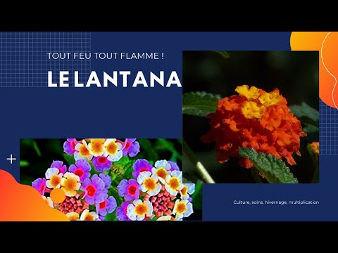 Vidéo: Arrosage des plantes de Lantana : de combien d'eau les plantes de Lantana ont-elles besoin ?