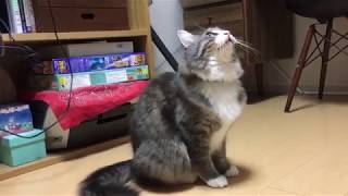 獲物を見つけてクラッキングする猫 ノルウェージャンフォレストキャットcat finds its prey.Norwegian Forest Cat.