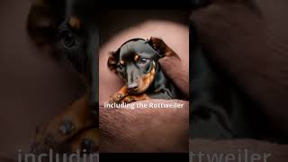 Puppy to Beautiful Doberman Pinscher an Emotional Time Lapse Visual Story #shorts #dog #doberman