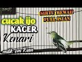 sirtu gacor isian cucak ijo,kacer,kenari sangat ampuh untuk masteran sirtu lolohan jantan.