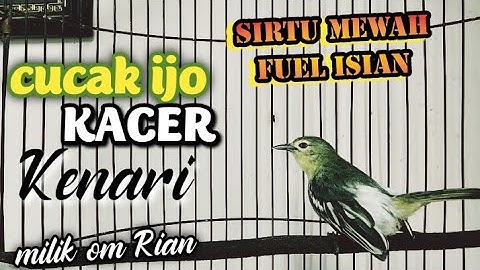 sirtu gacor isian cucak ijo,kacer,kenari sangat ampuh untuk masteran sirtu lolohan jantan.