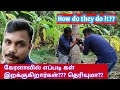 கேரளாவில் எப்படி கள் இறக்குகிறார்கள்தெரியுமா??? | How they harvest toddy from coconut tree in kerala