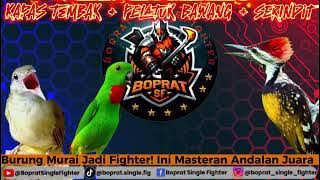 Masteran Burung Gacor Full Isian Kapas Tembak, Pelatuk Bawang, Serindit | Suara Tajam & Nembak!