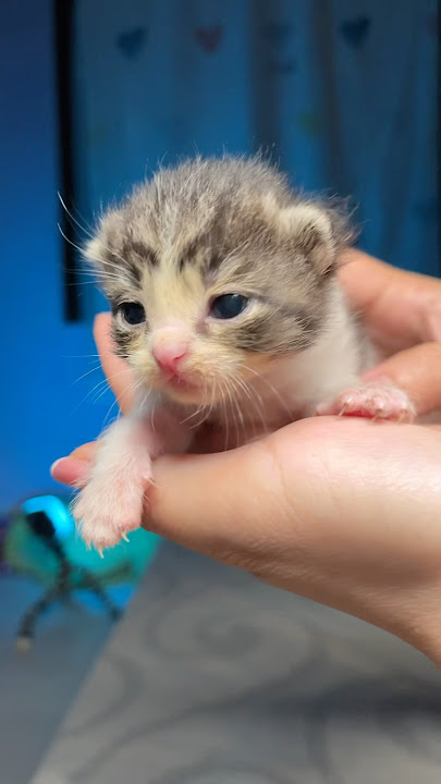 Download lagu The Sound of a Kitten Calling Its Mother Will Make You Melt! #cat #cats