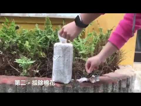 【悠森農園】木耳太空包開包&澆水 教學