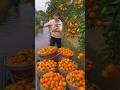 Juicy &amp; sweet orange 🍊🍊 farming by village farmers | Yummy fruits farming #shorts #orange