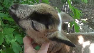 Cinnamon🐇the rabbit and Winnie the lamb🐑 want my attention.😀/Синнамен и Винни хотят моего внимания.