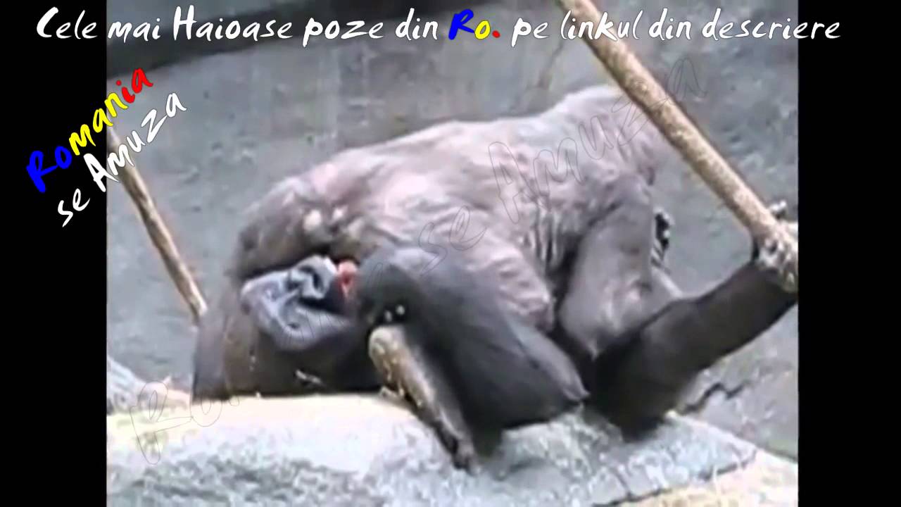 2 Maimute Haioase Fac Prostii La Zoo Youtube