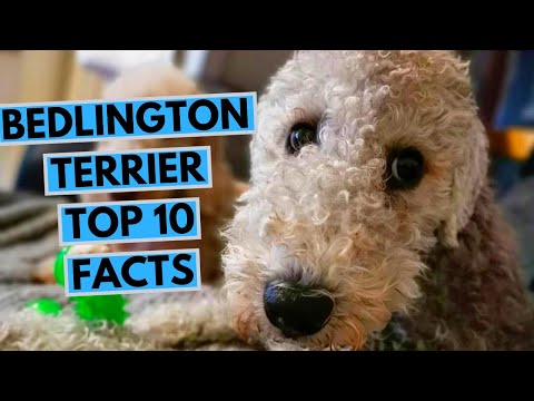 Video: Bedlington Terrier Dog Breed Hypoallergenic, Kalusugan At Life Span