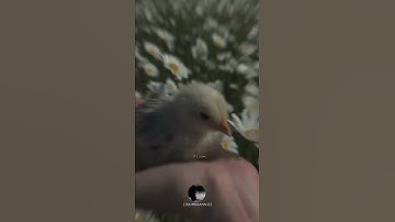 {قَالَ لَا تَخَافَآۖ إِنَّنِي مَعَكُمَآ أَسۡمَعُ وَأَرَىٰ} || بصوت القارئ شريف مصطفى || حالات قران