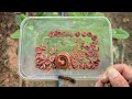 Catching Strange Insects Living Around My Home – I Found a Giant Millipede and Its Tiny Friends!