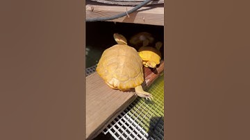 Amazing Albino Turtles!! #shortvideo #babyreptile #viral #shorts