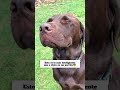 Cierra los ojos para no ver cuando lo regañan🙈#dog  #mascotas #humor #travieso #divertido