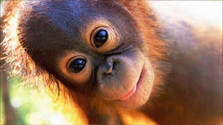 Vulnerable Baby Monkey Survives Tree Top Terror | EXTREME ANIMAL BABIES | Real Wild by Real Wild 6,915 views 1 month ago 40 minutes