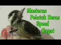 Masteran Pelatuk Beras Speed Rapat Mp3 - Mp4 Download