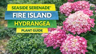 Seaside Serenade Fire Island Hydrangea | Size, Care & Planting Tips