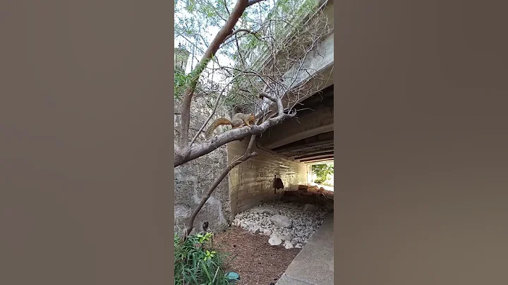 Friendly  Squirrel on San Antonio Riverwalk
