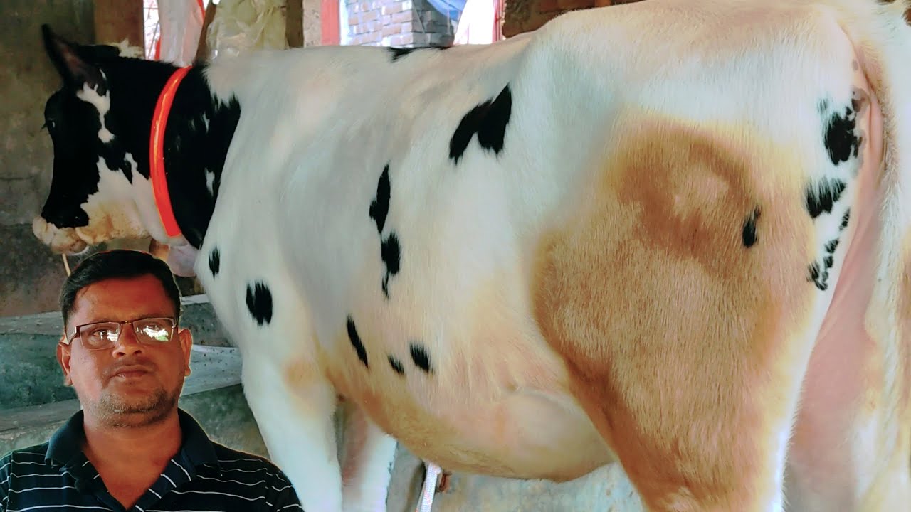 গাড়ি ভাড়া ফ্রি🔥 মাত্র ১ লক্ষ ১০ হাজার টাকা লটে সুপার কোয়ালিটির ফ্রিজিয়ান রেডি গরু ক্রয় করুন 