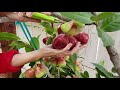 Harvesting wax-jambu in SD ...