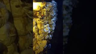 Mastering Oyster Mushroom Cultivation: Expert Tips for Successful Growthviral enjoy shorts