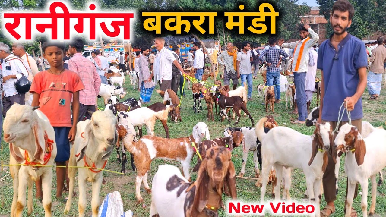 रानीगंज बकरा मंडी पालने वाले बच्चे बहुत आये |15/07/25 |Raniganj Bakra Mandi Amethi up 