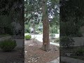 Nutty Tree Parkour! 🐿️ #squirrel