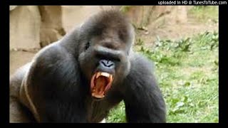 [NEW]HARD SONGS"Animal Slap"  J.king xx Dizzy 2x xx King K xx Oklahoma(West Coast Music) screenshot 1