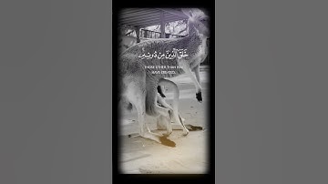 سبحان الله 🥺🥺💔💔 هَٰذَا خَلْقُ اللَّهِ فَأَرُونِي #تلاوة_هادئة #قرآن #القرآن_الكريم #راحة_نفسية