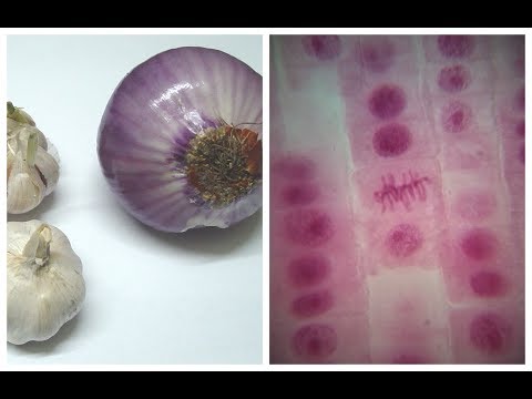 Mitosis in Onion Root tip Experiment