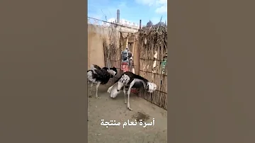 أسرة نعام منتجة ماشاءالله تبارك الله 