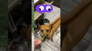 Funny Ridgeback dogs || Rhodesian Ridgeback  #funnyanimals #funnydogs