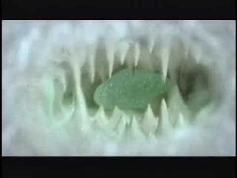 Holopaw - Curious music video