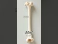 Loopoom English: Learn "Bone" - English Vocabulary & Pronunciation
