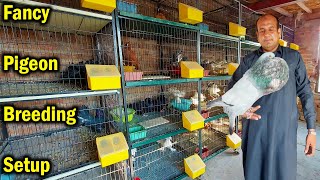 Imported Fancy Pigeon Farm in Faisalabad | Fancy Pigeon Business in Pakistan | Pigeon Farming