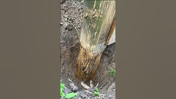 Pressure Treated Posts Do Rot #fence #carpentry #diy
