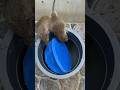 Best mouse trap idea/best mouse trap #rat #rattrap #mousetrap #shor