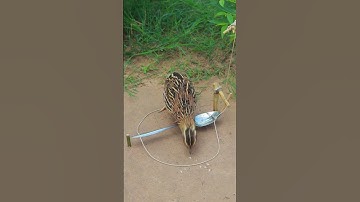 Primitive Quail Trap Video #shorts #shortvideo #ytshorts