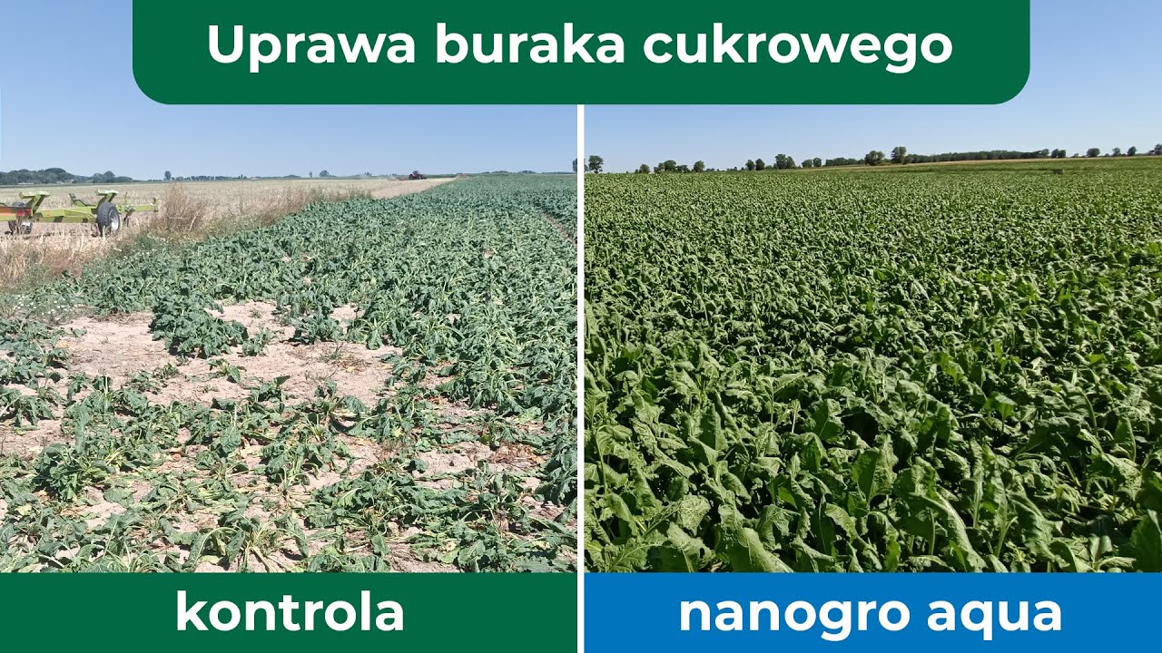 Sposób na wysoką polaryzację buraka cukrowego