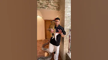 الأسد بيستخبي فيا من الثعبان العملاق صدمني 