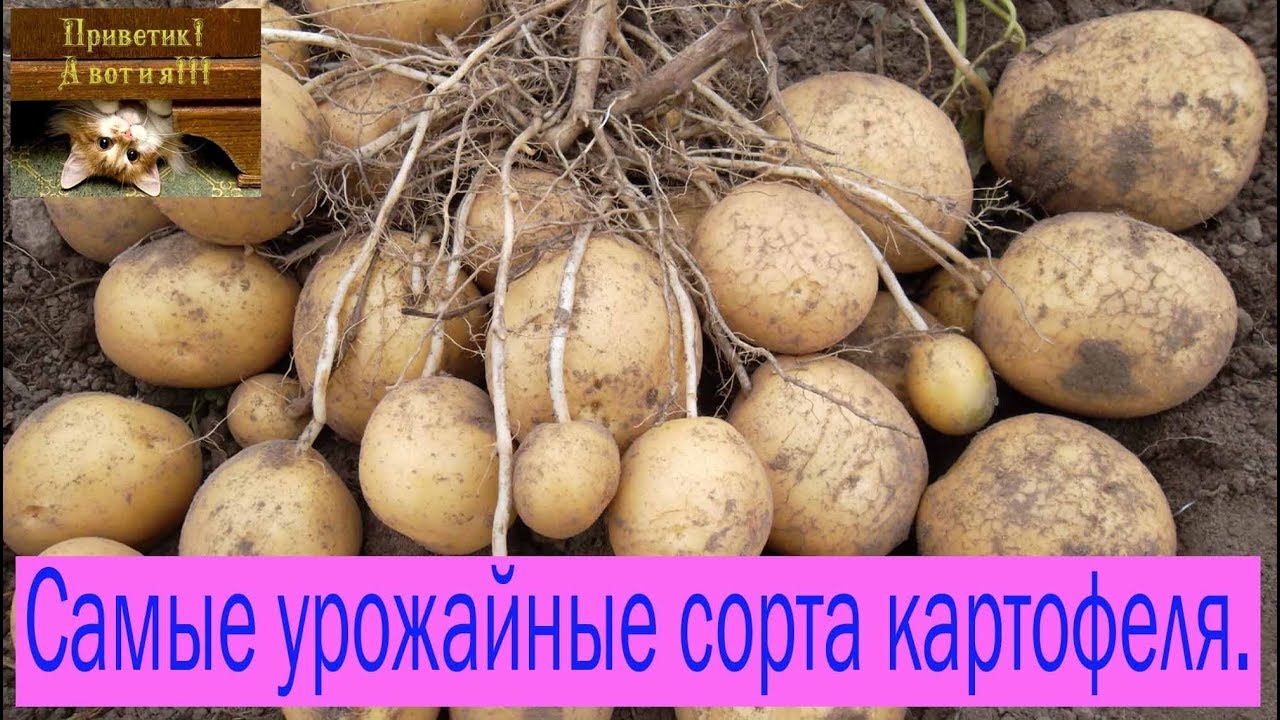 Сорт картофеля сынок фото. Сорт картофеля Варяг. Картофель сорт Эксибишен. Семенной картофель Фиделия. Картошка сорт Варяг.