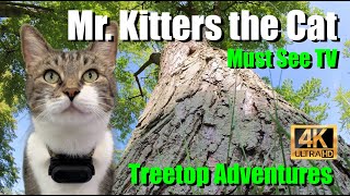 Mr. Kitters the Cat 📣🐈 Must see TV in Treetop Adventures! 📺🍿