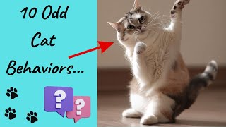 10 ODD CAT BEHAVIORS EXPLAINED 🐈🐈