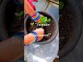 Bucket లో Jasmine stem Planting.Will this stem grow? #viralshorts #gardening #shortsfeed #shorts