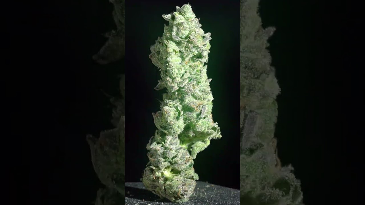Check Out the New Glitterbomb Highlight!! #stabilitycannabis #stability.cannabis
