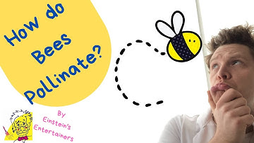 How do Bees Pollinate? Science expriments you can do at home with Einstien