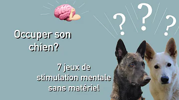 Pourquoi mon chien cache son jouet ?