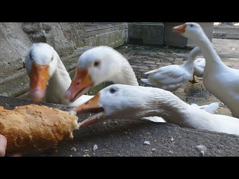 Fütterung der &quot;heiligen Gänse&quot; in der Kathedrale von Barcelona - Geese Kathedral - AIDAperla 2018