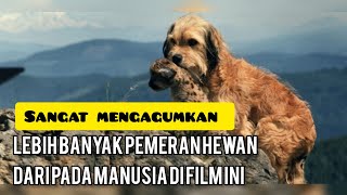 HAMPIR TIDAK ADA PEMERAN MANUSIA DIDALAMNYA|| ALUR CERITA FILM BENJI THE HUNTED
