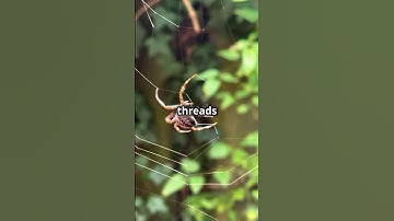 The Magic of Spider Webs: How They’re Made! #howitsmade #facts #spider #web #nature #naturelovers