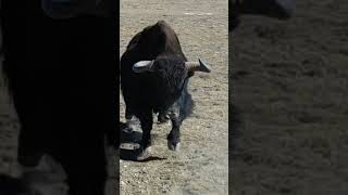 💢高原野牦牛霸气侧漏！Highland Yak! #Animal 【跟着图尔去旅行】